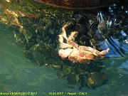 15 - Granchio affamato - Hurgry crab